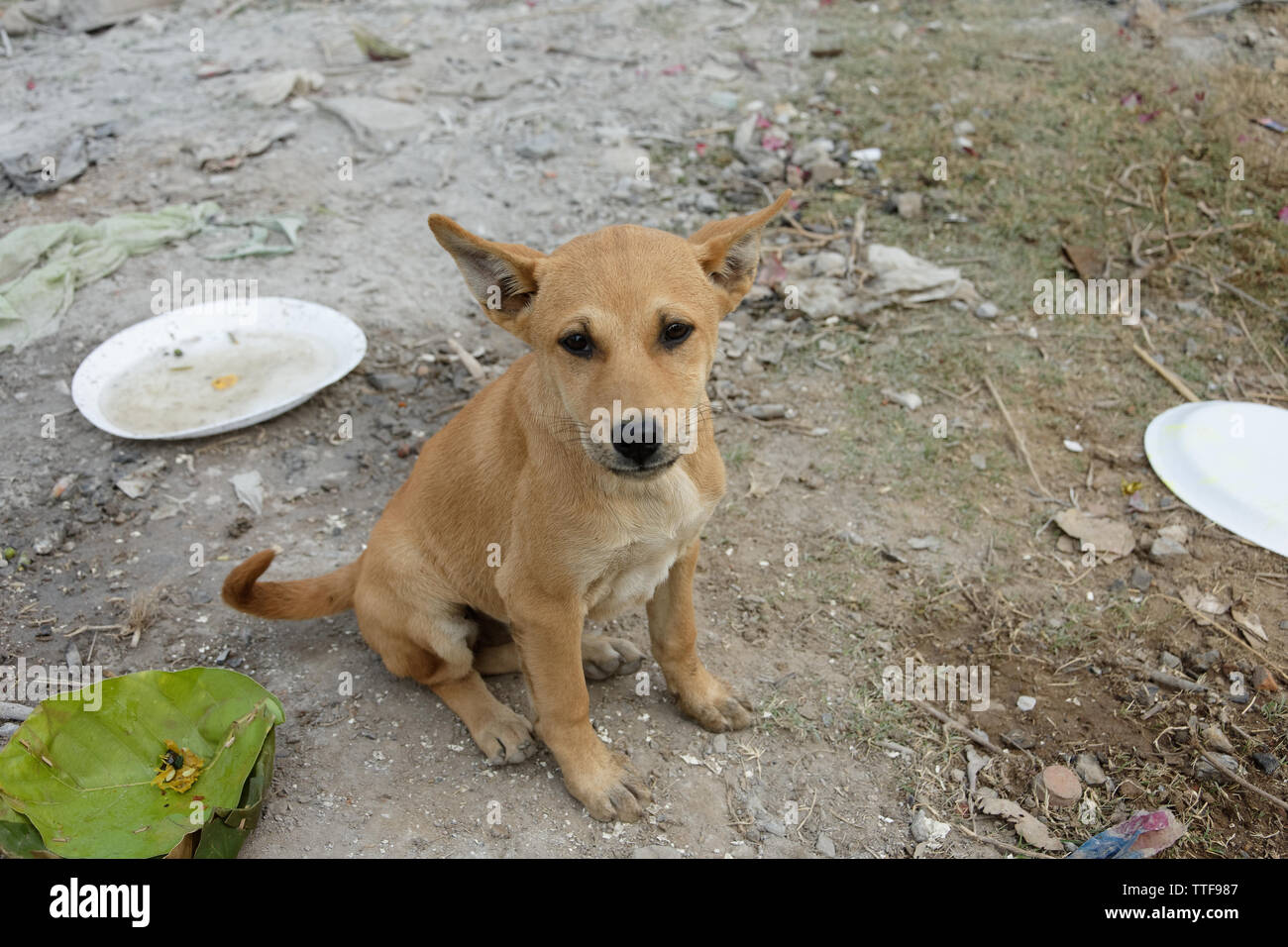 Cute indian hotsell puppies