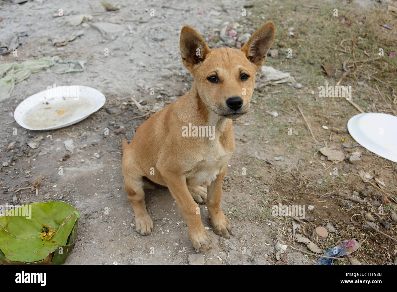 cute street dogs