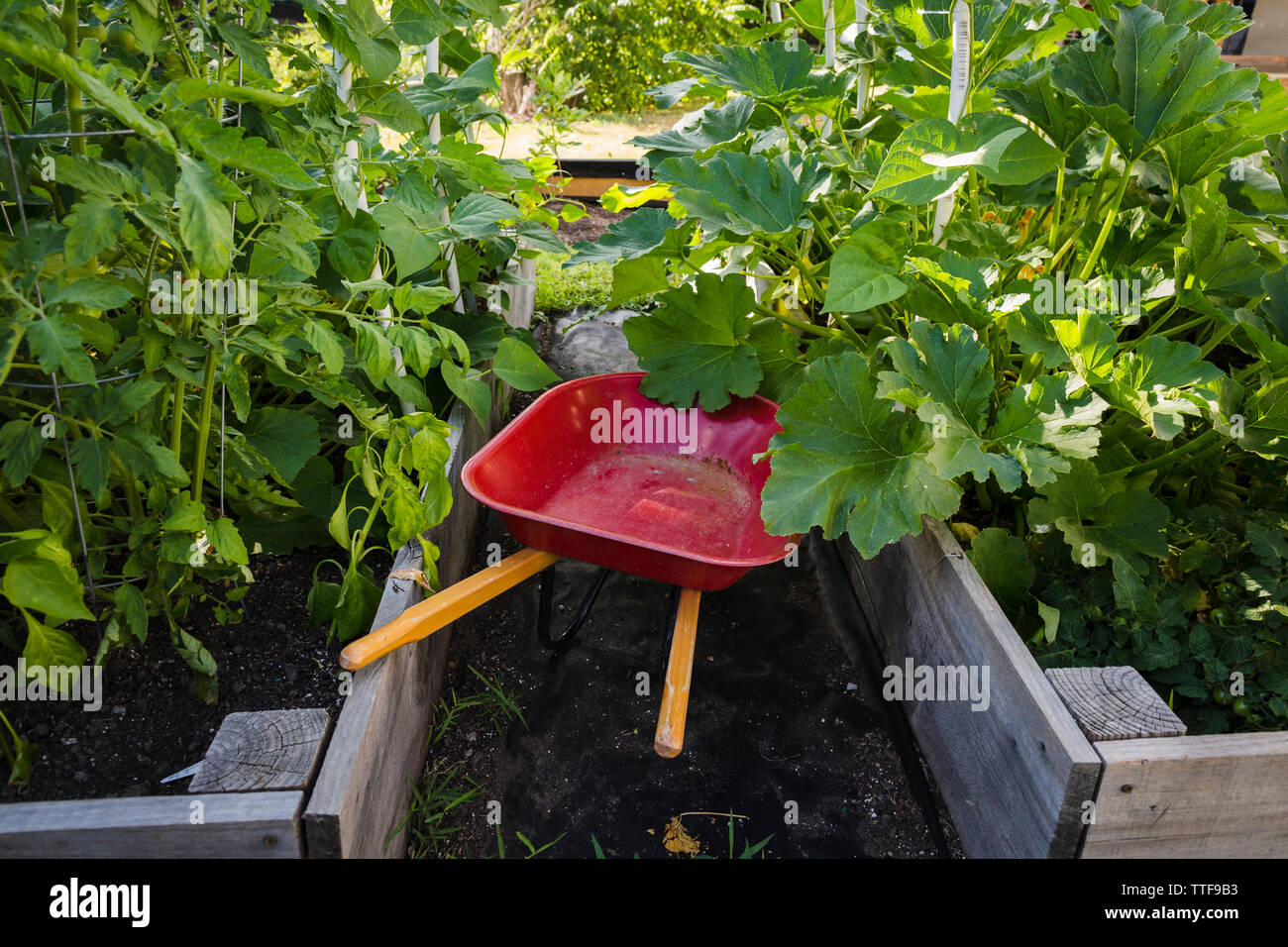 Wheelbarrow vegetable garden gardening hires stock photography and