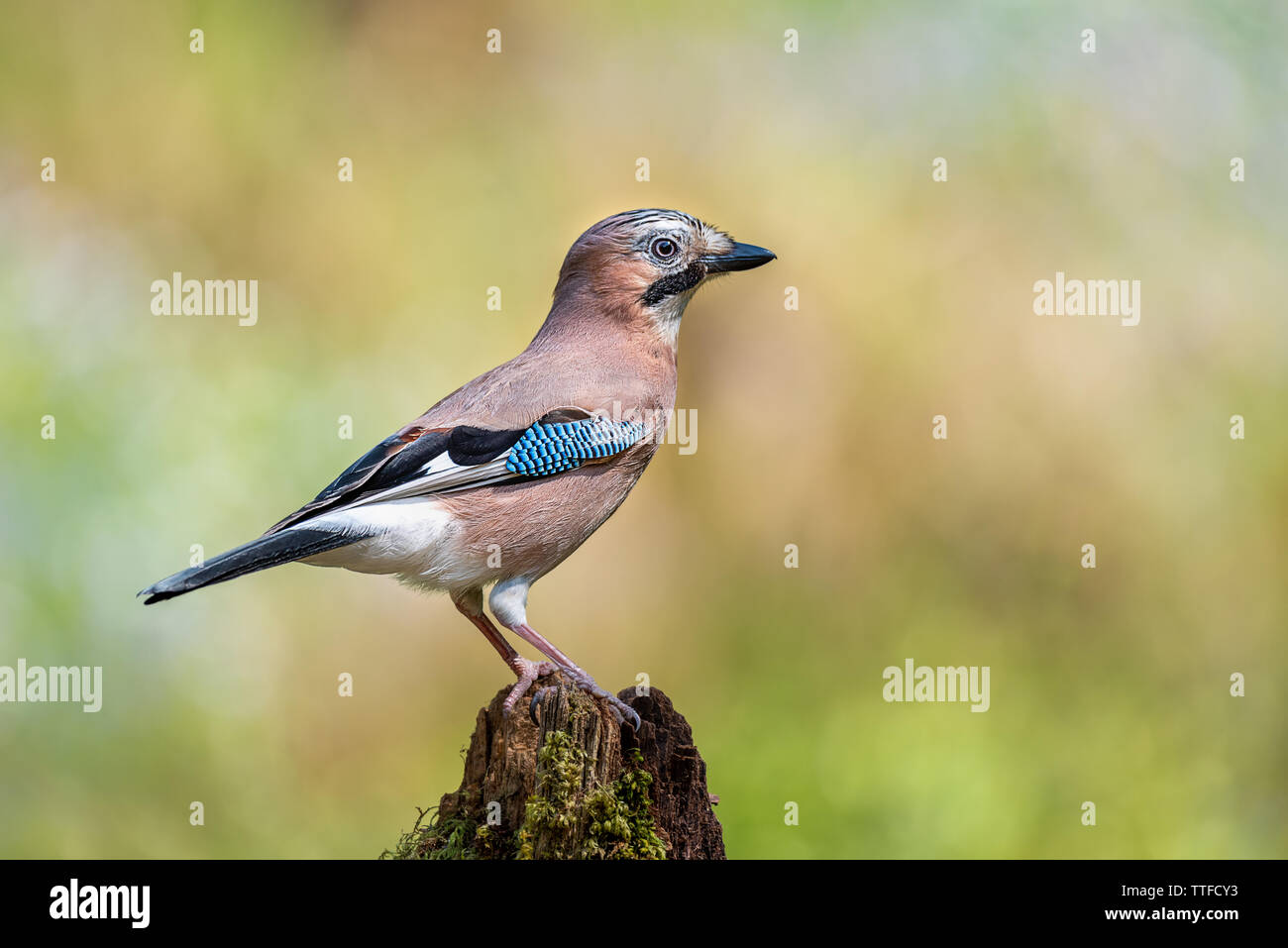 A side view profile portrait of a jay perched on the top of an old tree stump Stock Photo
