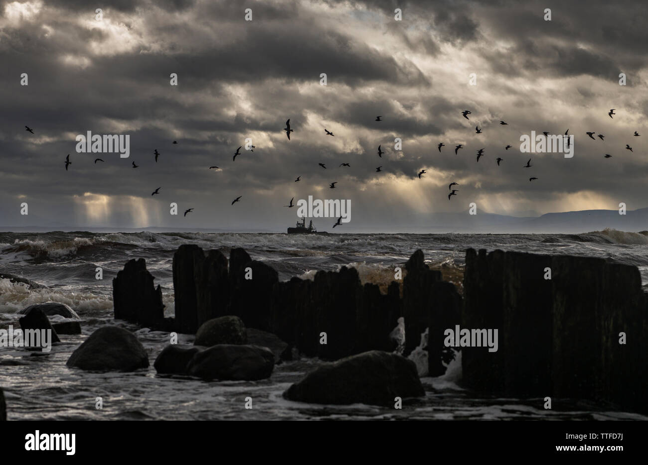 Flock of birds flying over sea against stormy clouds Stock Photo - Alamy