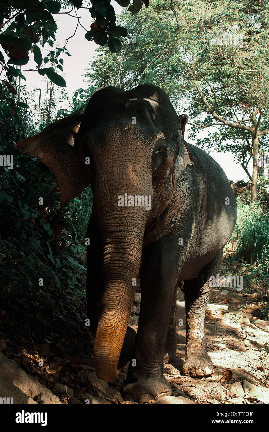 Close-up Indian elephant walks through the jungle in Sri Lanka Stock Photo