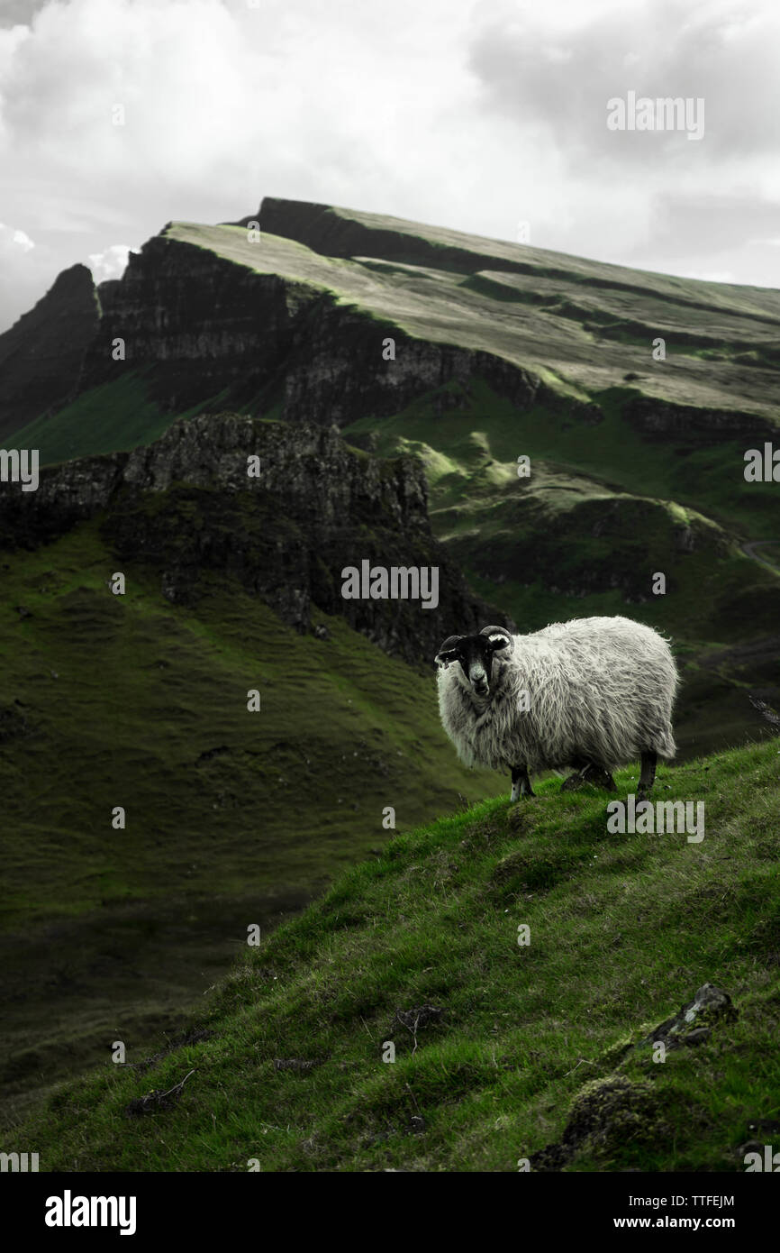 Fluffy sheep stands on the green meadows in the highlands of Scotland Stock Photo