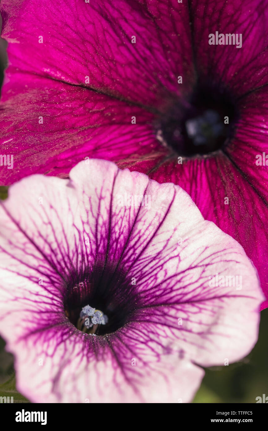 Blooms of purple and pink petunias Stock Photo