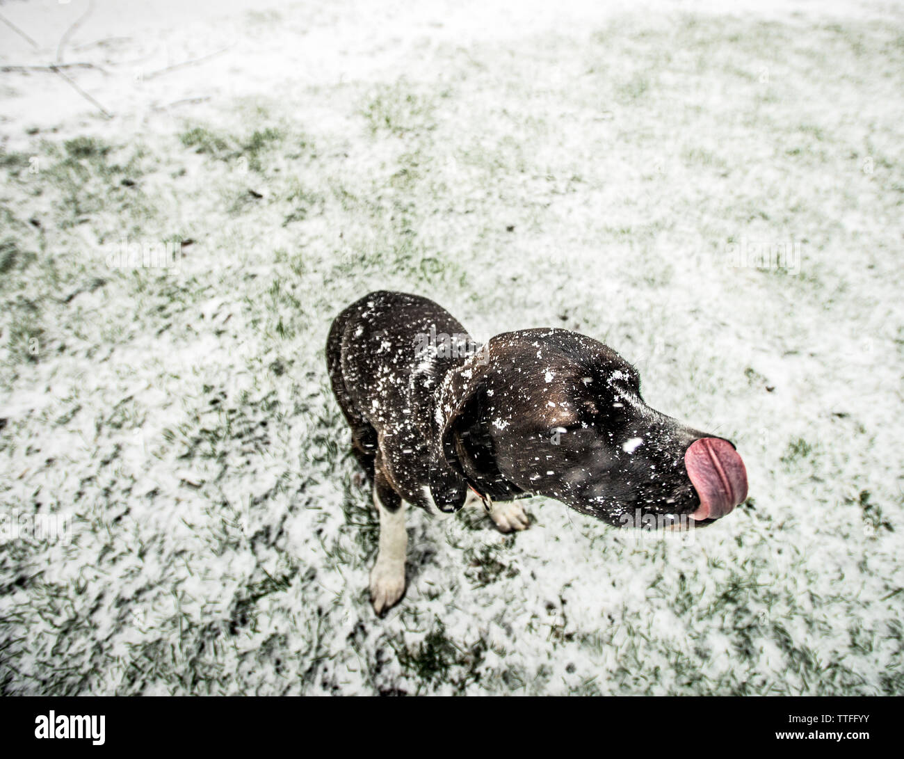 High angle view of dog sticking out tongue on snowy field Stock Photo