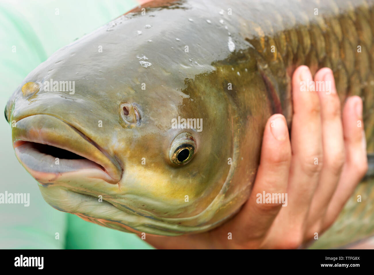 Grass carp (Ctenopharyngodon idella) portrait Stock Photo