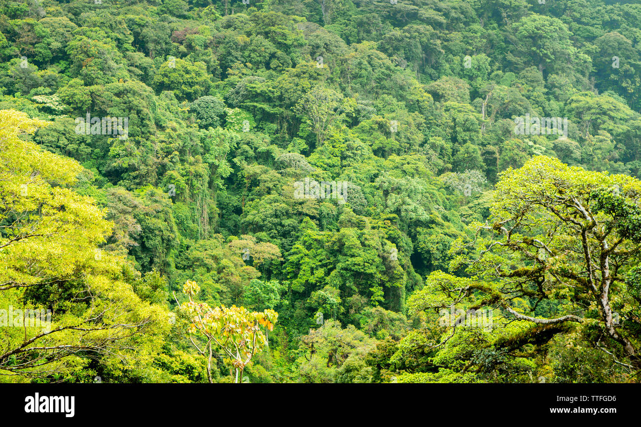 The canopy of the cloud forest at Monteverde, Costa Rica Stock Photo
