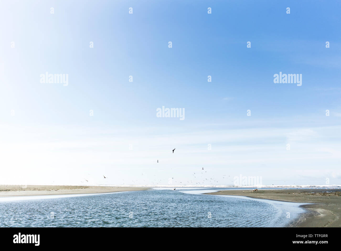 Two dogs chase birds on the beach Stock Photo - Alamy