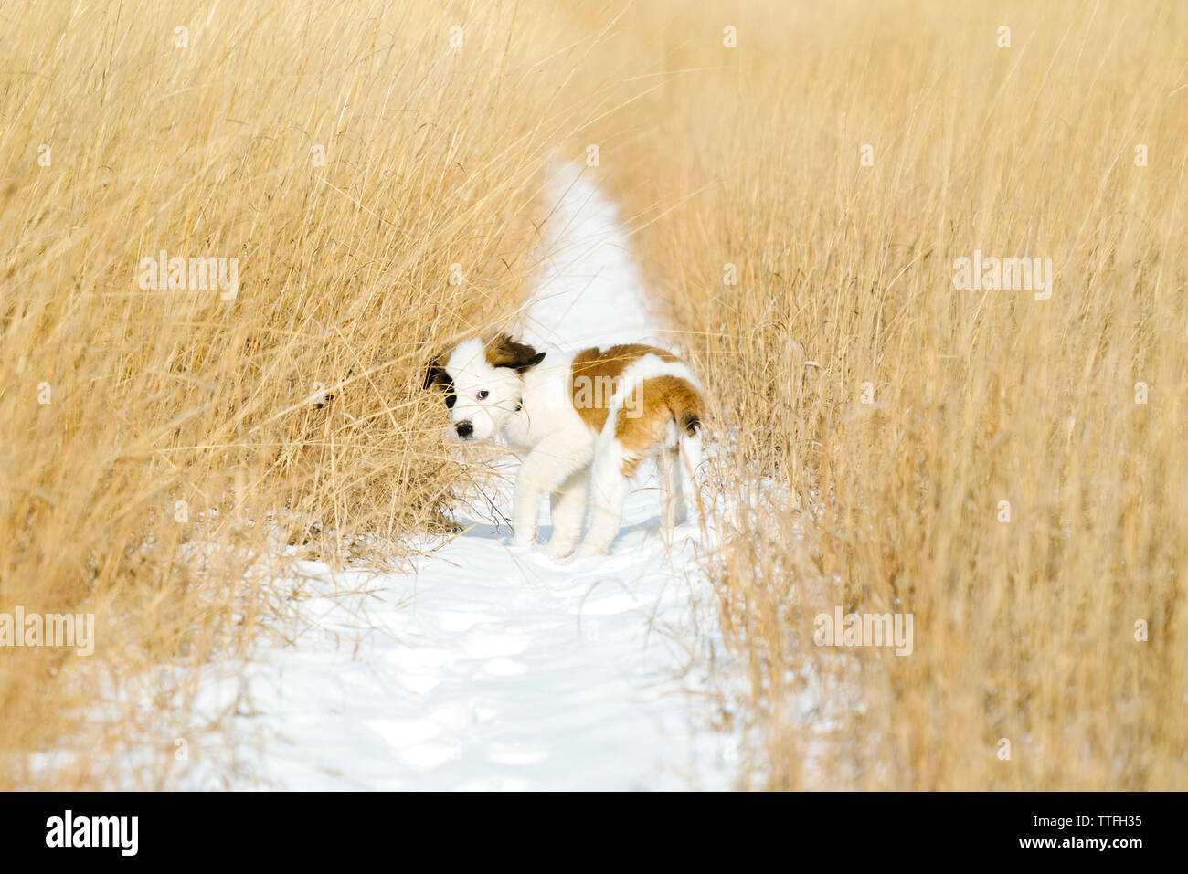 A Saint Bernard puppy in a snowy field Stock Photo
