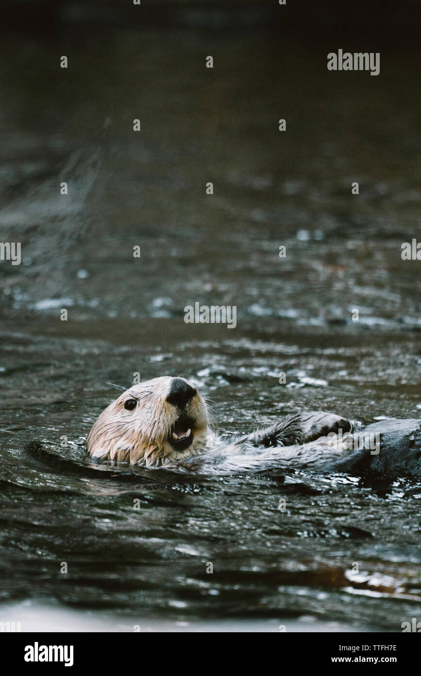 Straight on view of a Sea Otter swimming on its back Stock Photo