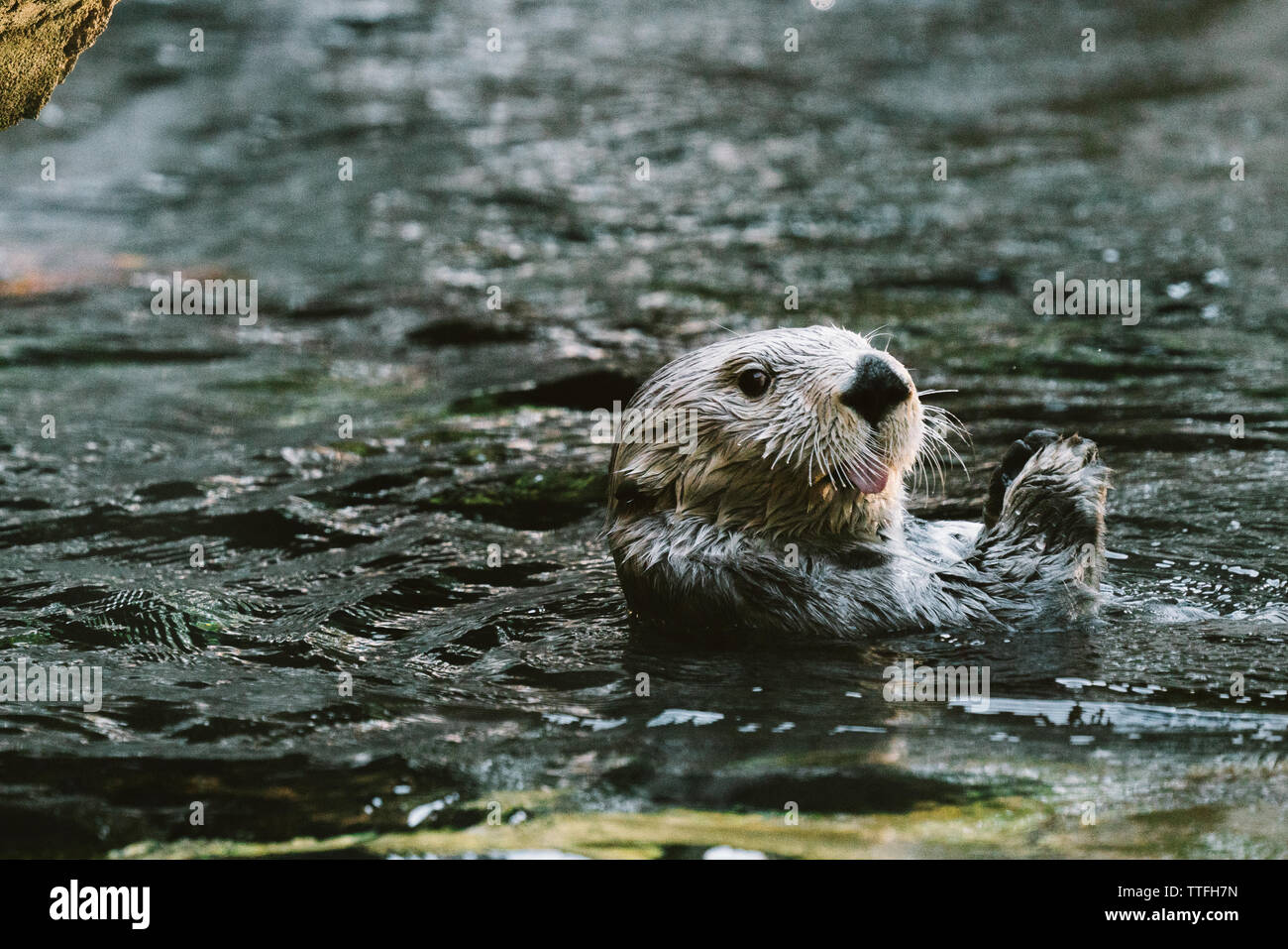 Straight on view of a Sea Otter sticking its tongue out Stock Photo