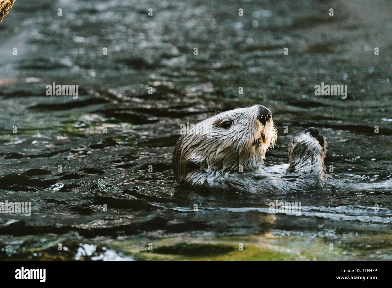 Side view of a Sea Otter swimming in an aquarium Stock Photo