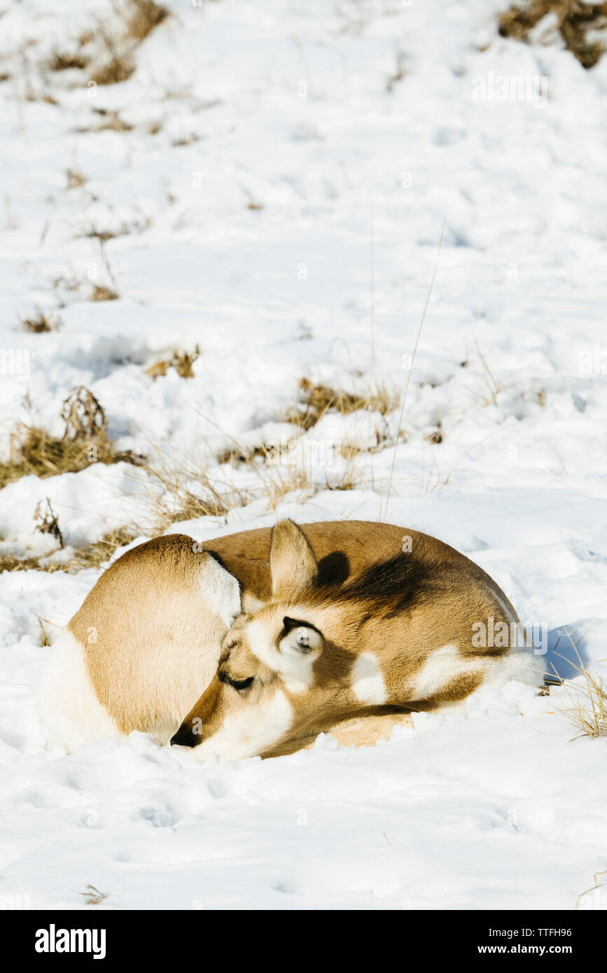 Deer Sleeping In Snow Hi res Stock Photography And Images Alamy deer-sleeping-in-snow-hi-res-stock-photography-and-images-alamy