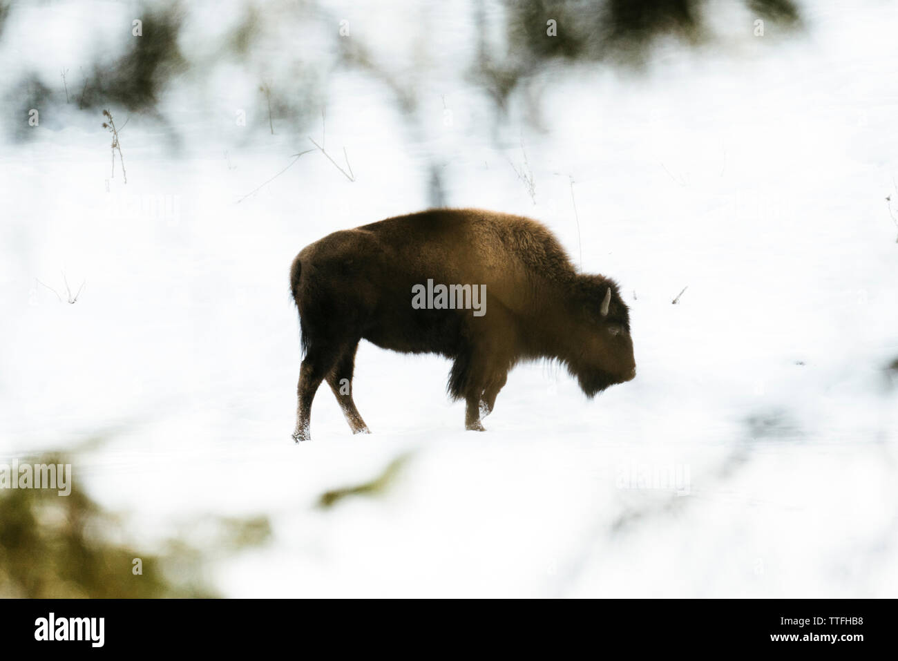 Side view of a young bison standing in the snow Stock Photo