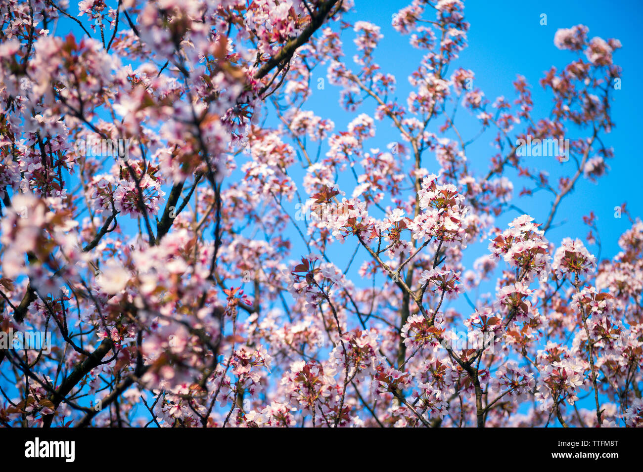 Cherry blossoms sunlight hi-res stock photography and images - Alamy