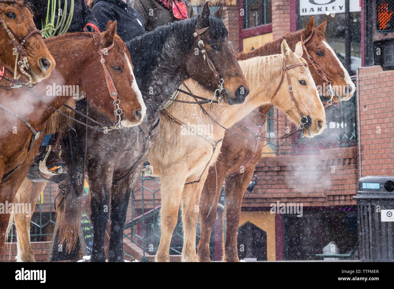 Skijoring at the Steamboat Springs Winter Carnival Stock Photo