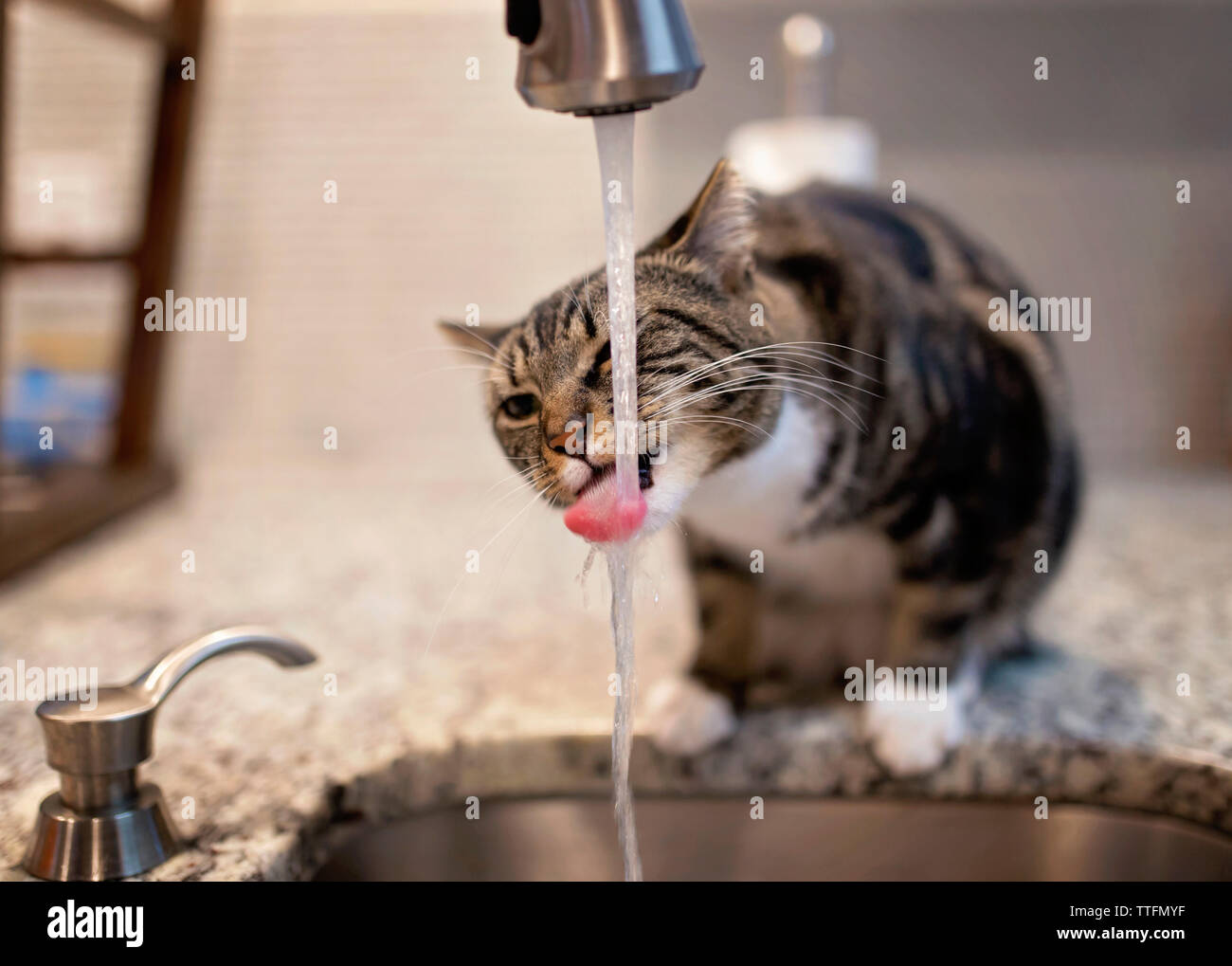 cat drinking water from faucet