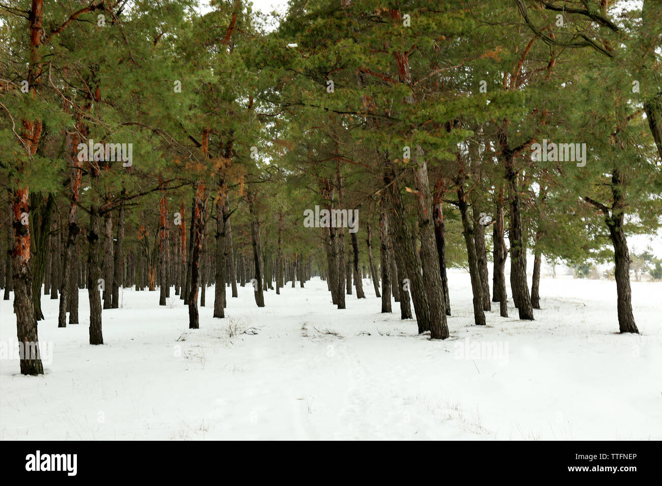 Landscape of snowy pine forest Stock Photo - Alamy