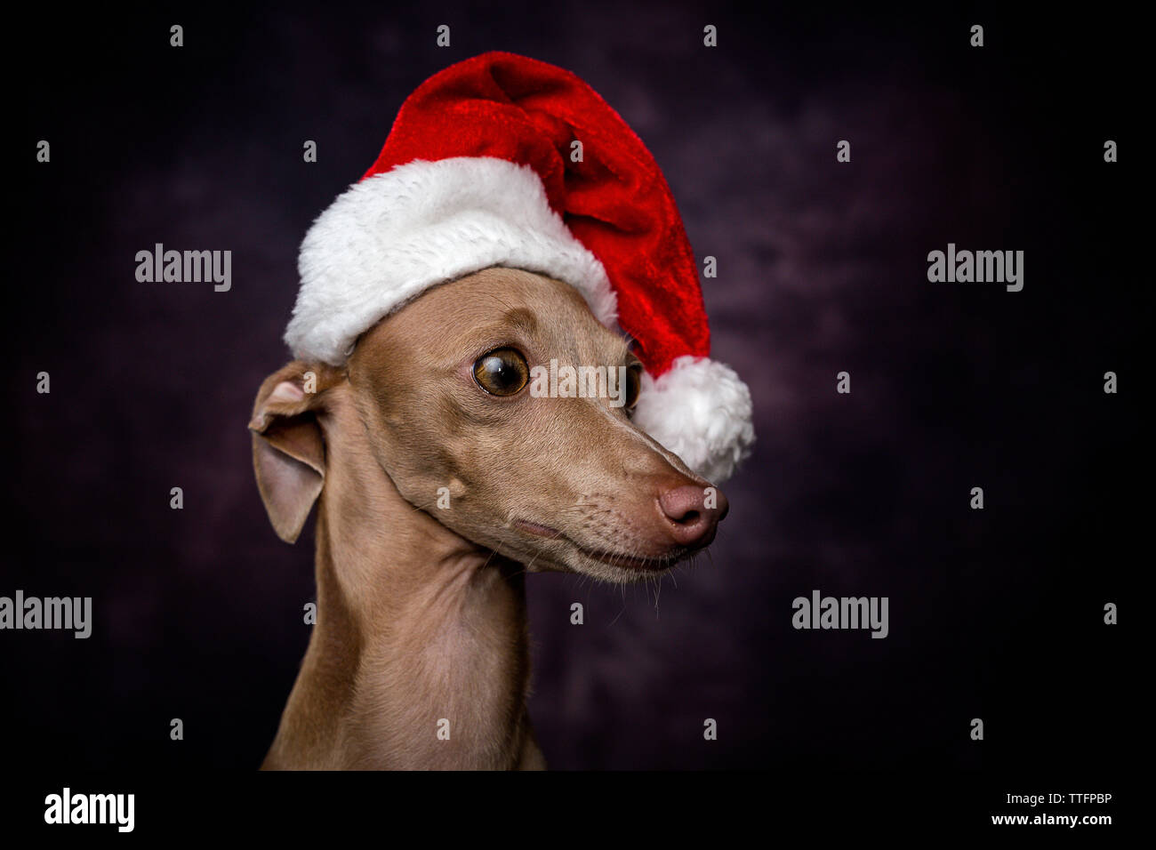 greyhound santa hat