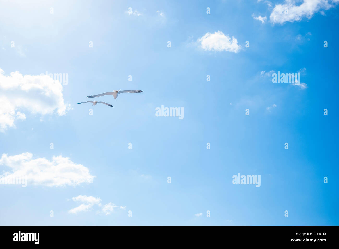 Birds flying sky hi-res stock photography and images - Alamy