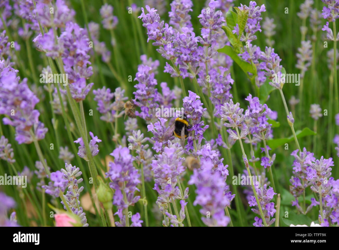 Bumblebee and purple lavender Stock Photo - Alamy
