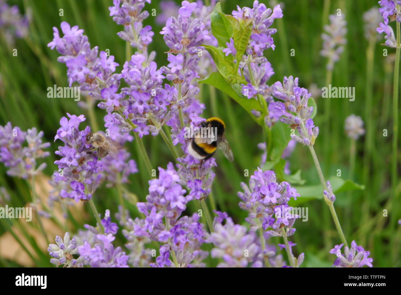 Bumblebee and purple lavender Stock Photo - Alamy