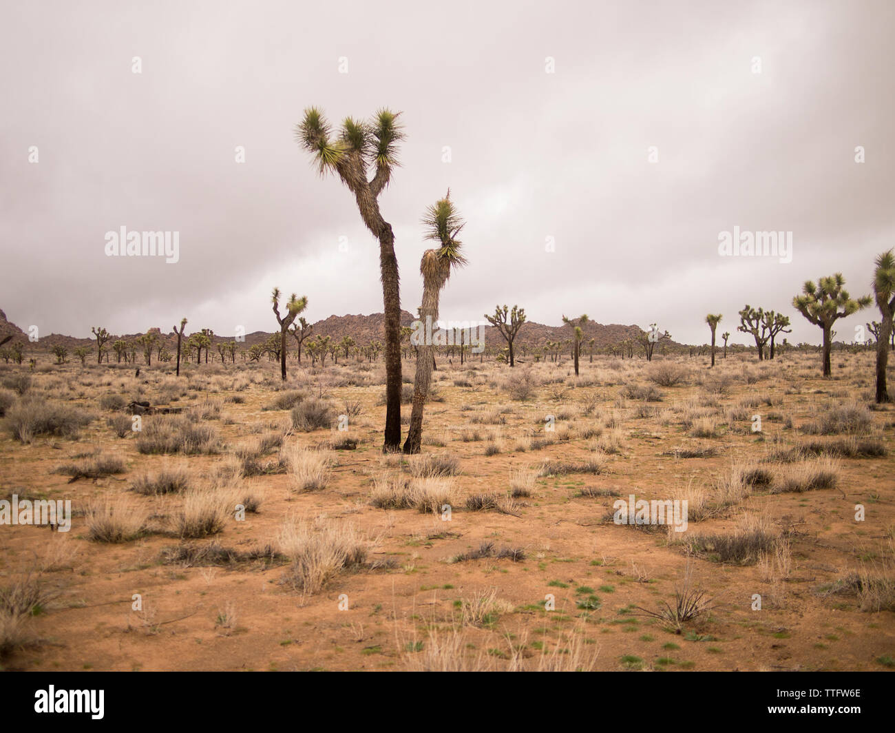 A cluster of Joshua Trees scattered throughout the landscape. Stock Photo