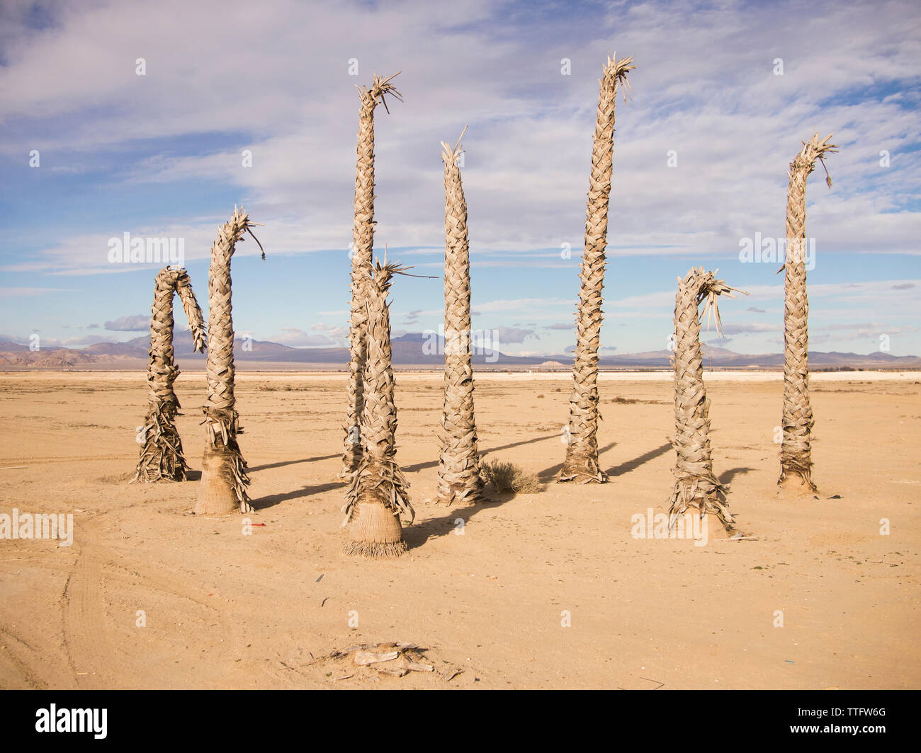 A cluster of dead palm trees stand in the parched desert. Stock Photo