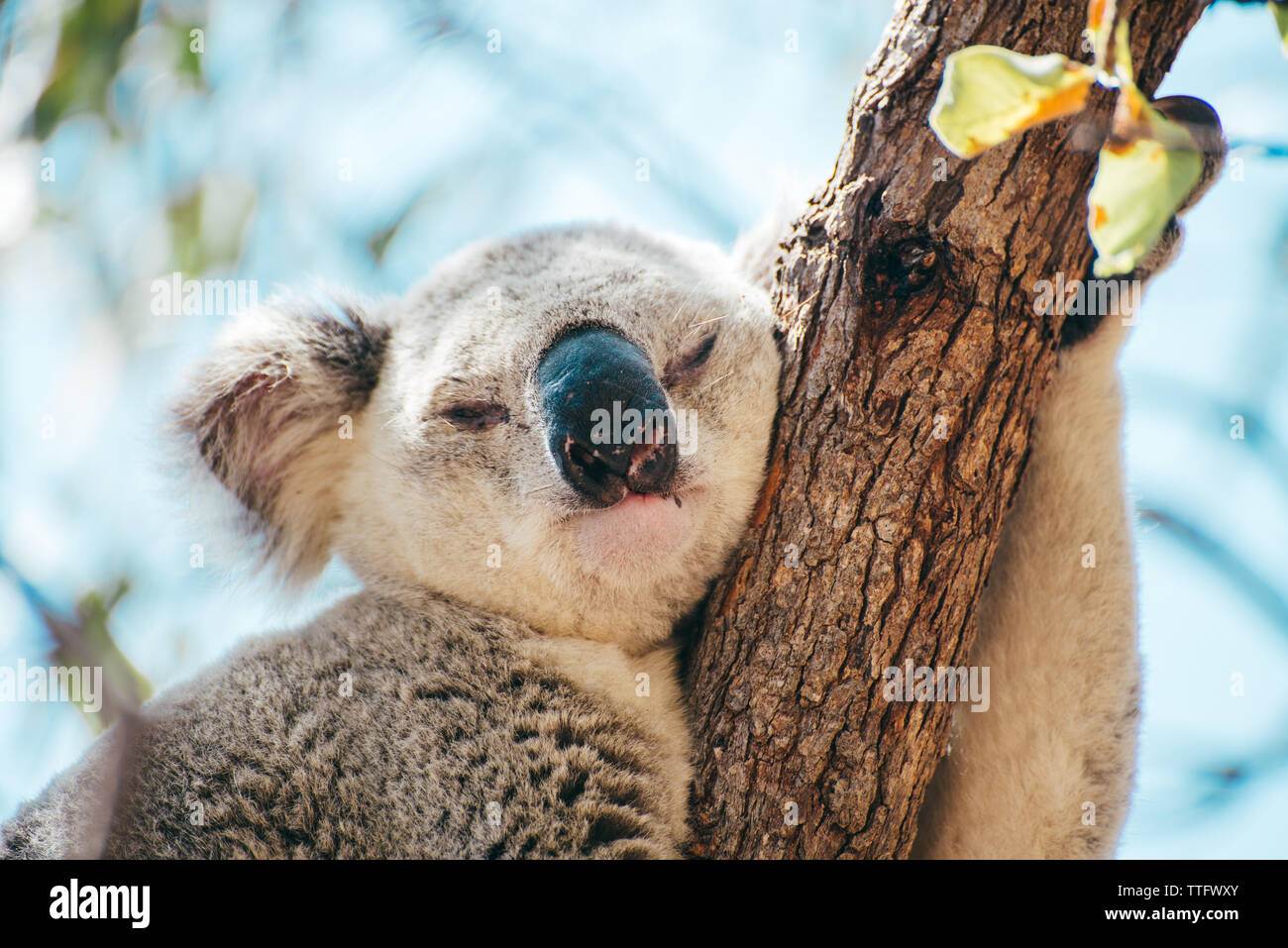 Adult Koala sleeping on a tree branch in Magnetic Island Stock Photo
