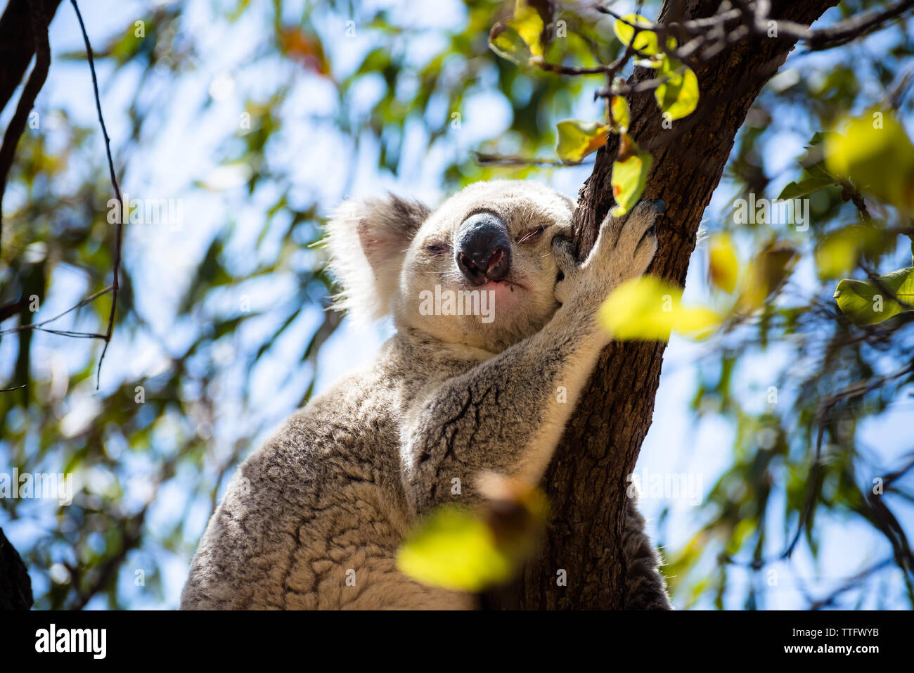 Adult Koala sleeping on a tree branch in Magnetic Island Stock Photo