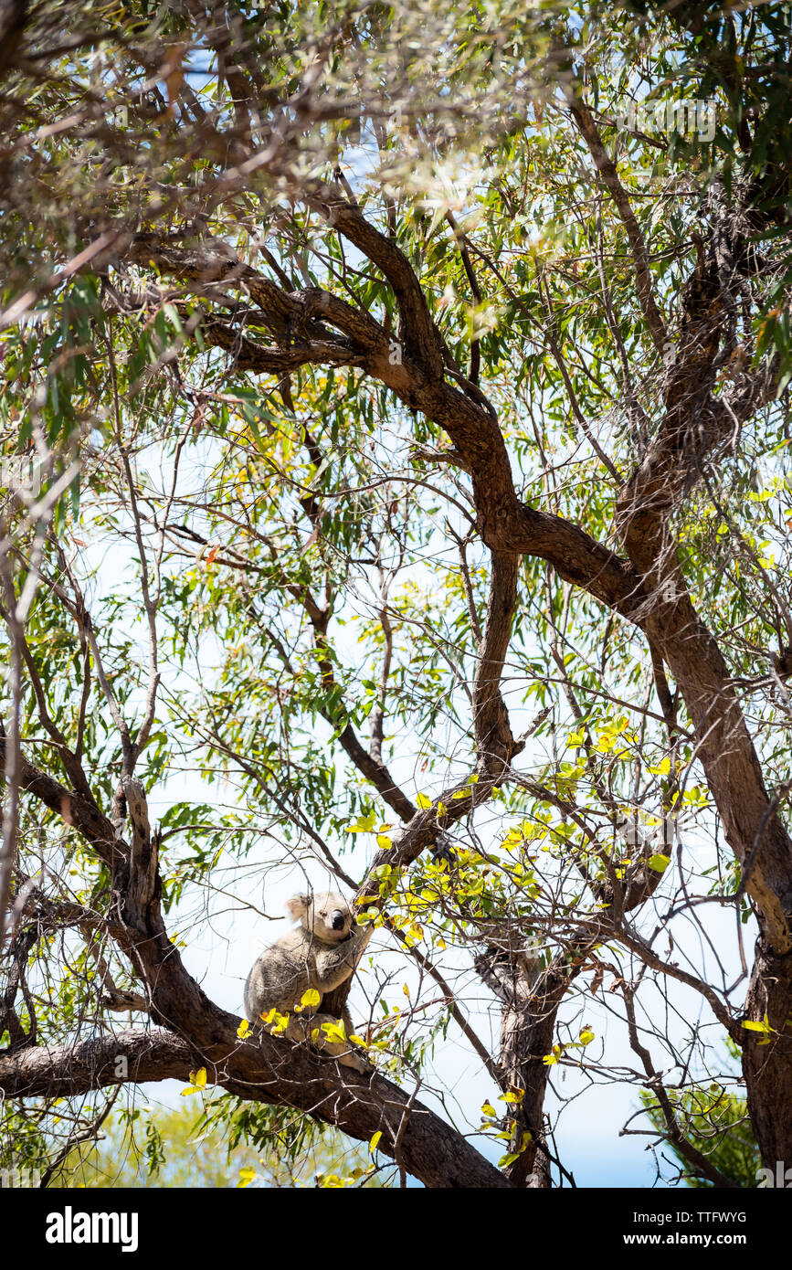 Adult Koala taking a nap on eucalyptus tree branch in Magnetic Island Stock Photo