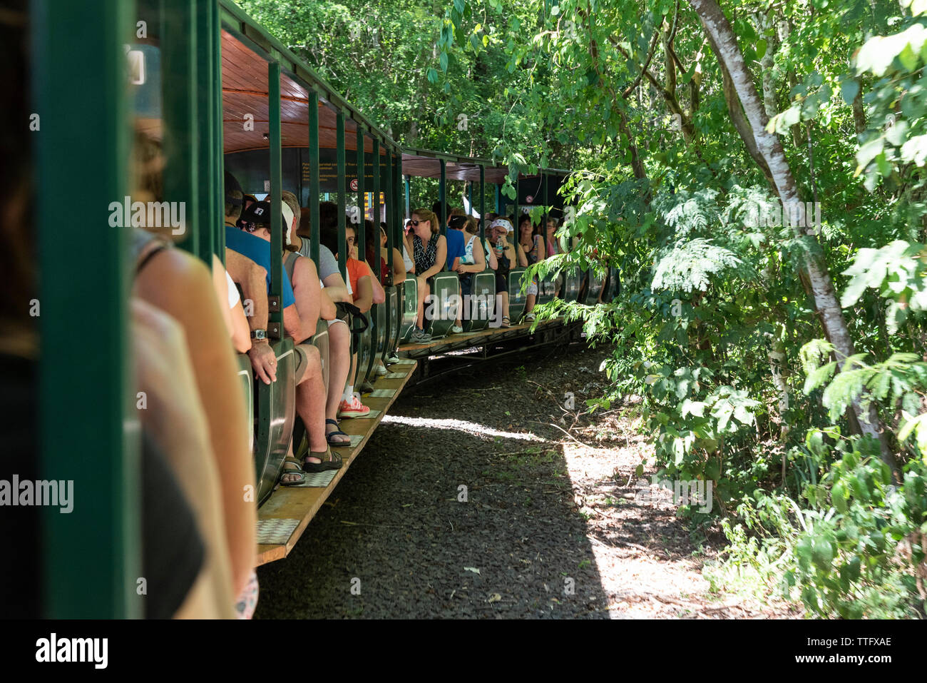 Train with tourists on green atlantic rainforest Stock Photo