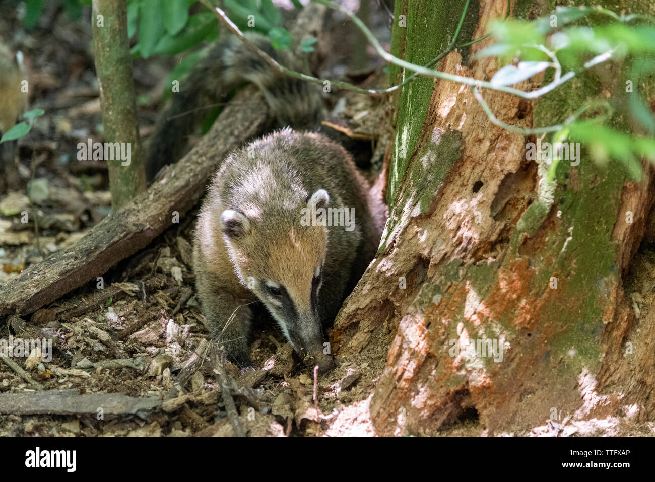 South American Coati on the atlantic rainforest ground Stock Photo