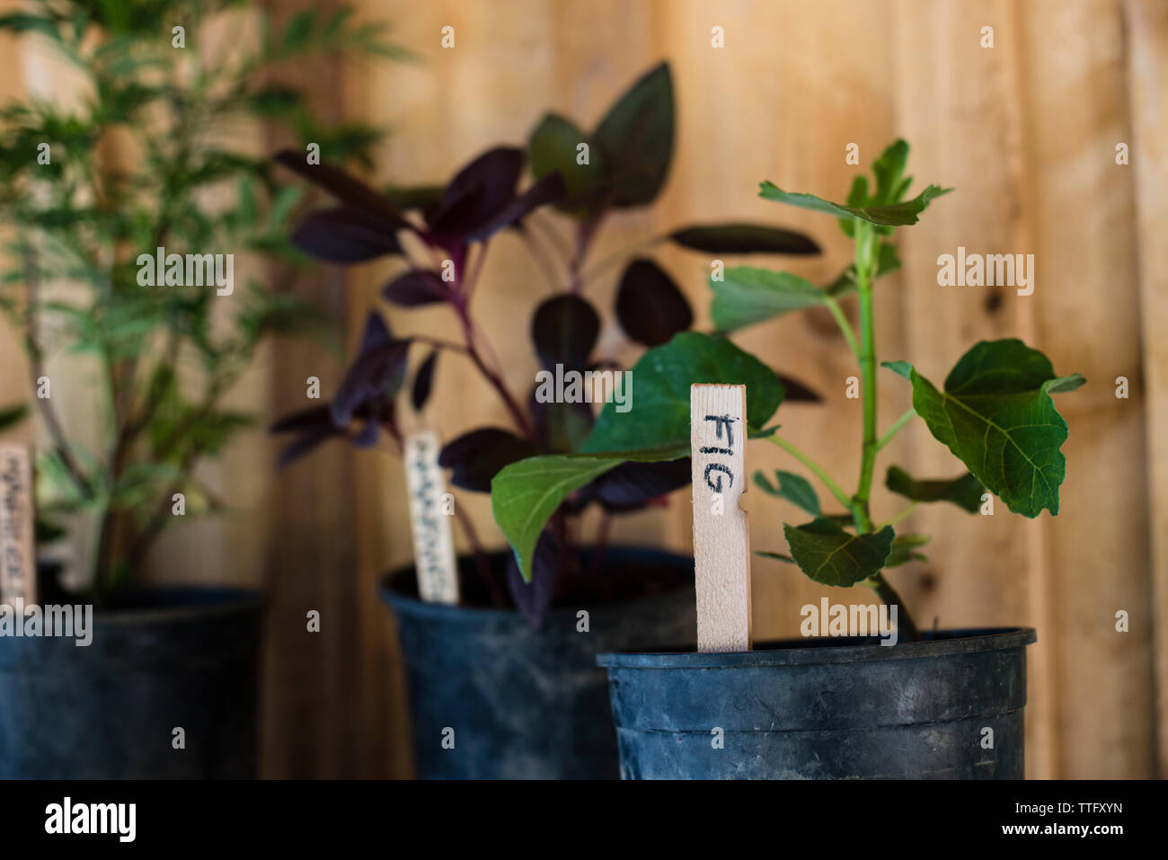 Potted plants display hi-res stock photography and images - Alamy