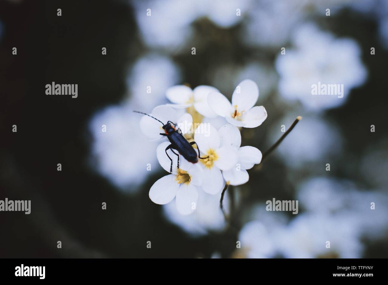 Beetle perching on  white wild little flowers. Stock Photo