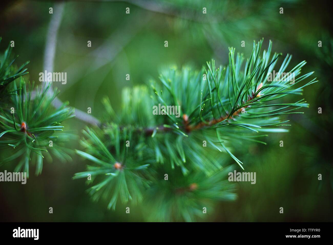 Pine tree flare hi-res stock photography and images - Alamy