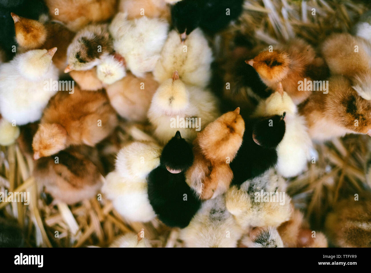 Close-up of adorable baby chicks in a  box. View from above. Stock Photo