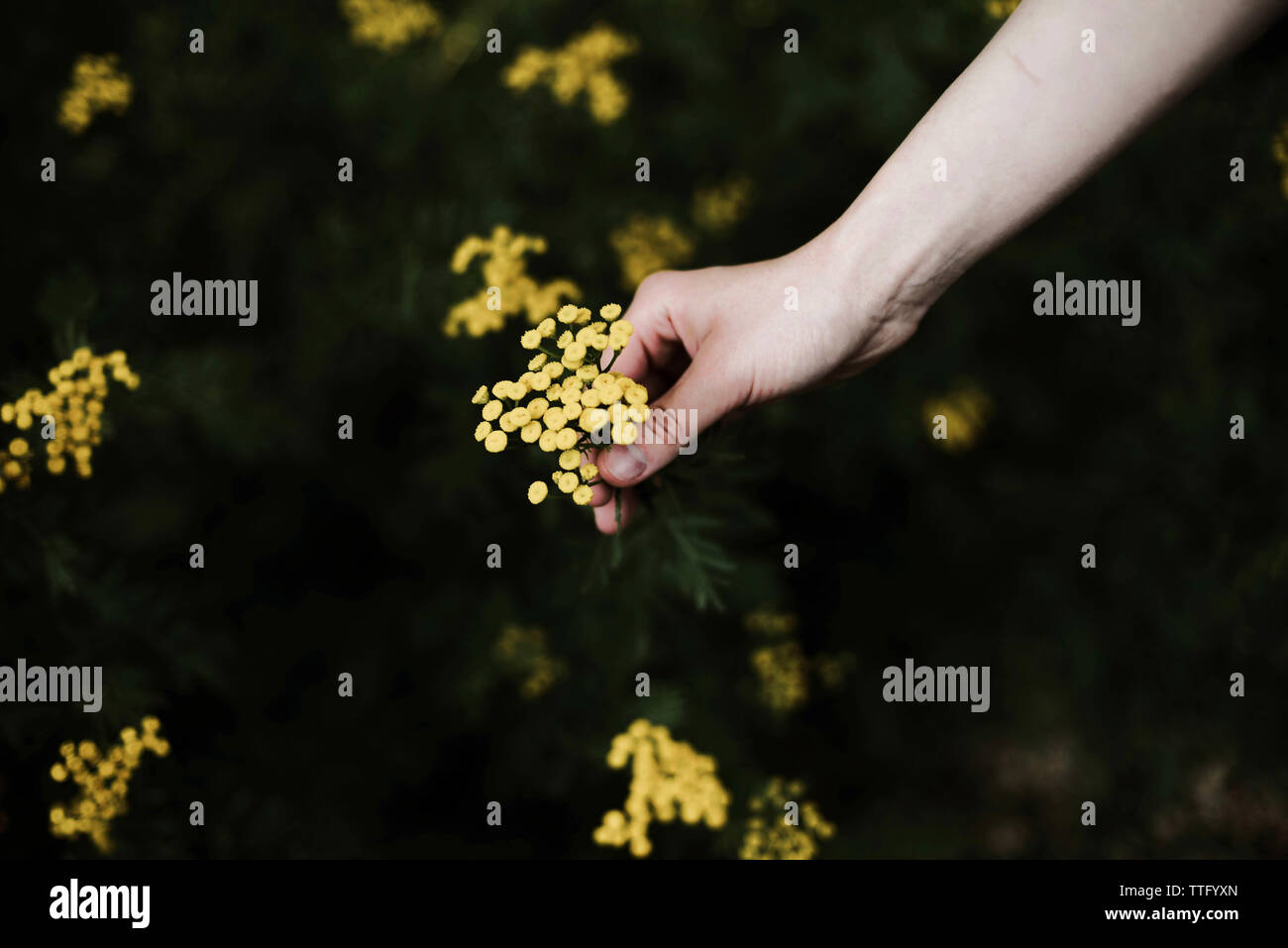 Woman holding wild yellow flowers. Stock Photo