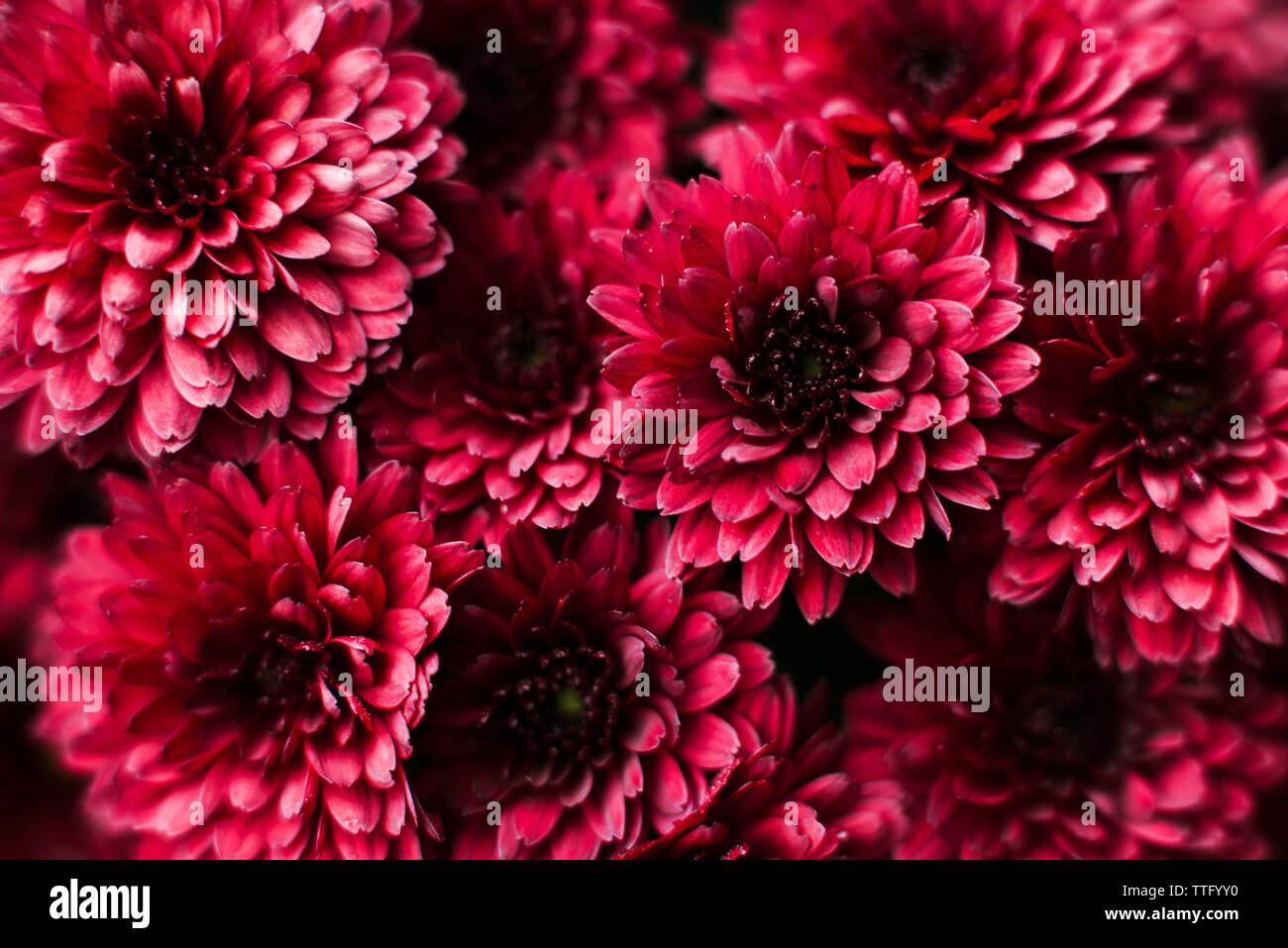 Red chrysanthemum flowers hires stock photography and images Alamy