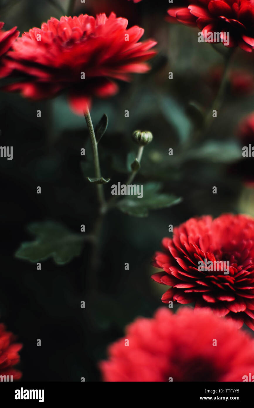 Red chrysanthemum flowers hi-res stock photography and images - Alamy