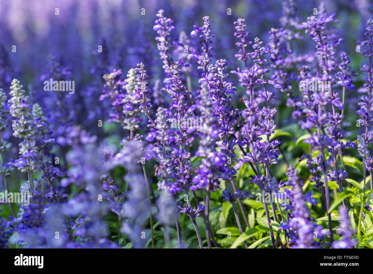 Purple flower and green leaf in garden at sunny summer or spring day for postcard beauty decoration and agriculture design. Blue Salvia flower. Stock Photo