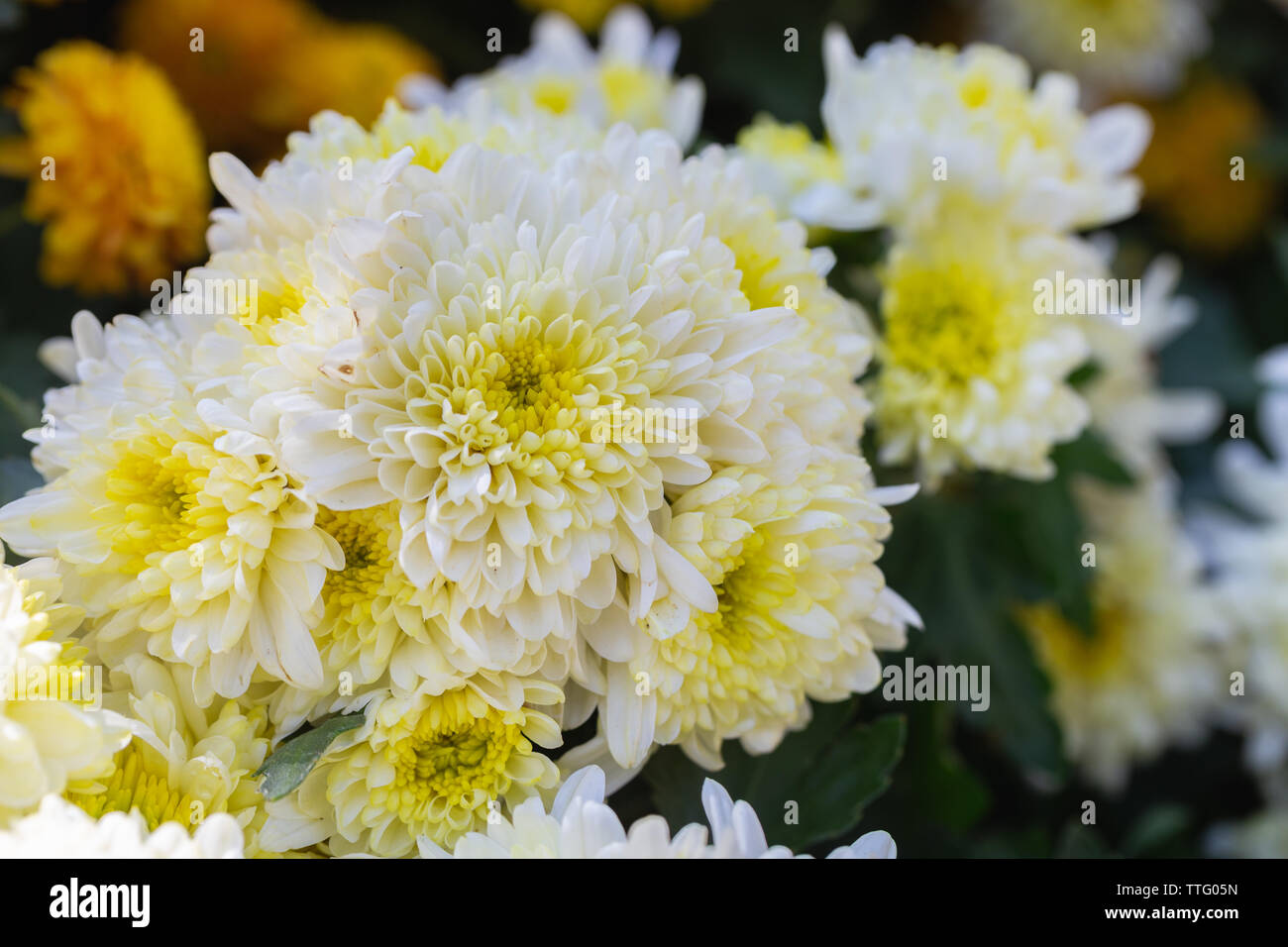 White yellow flower and green leaf in garden at sunny summer or spring day for postcard beauty decoration and agriculture design Stock Photo