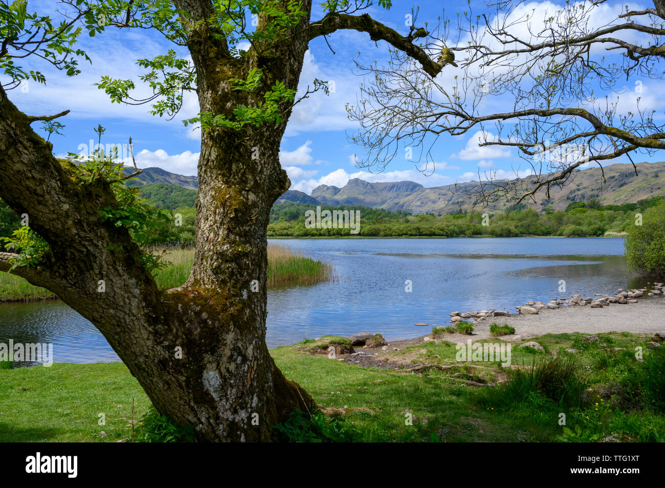 Landale Pikes in distance from Elterwater, Lake District, Cumbria, England Stock Photo