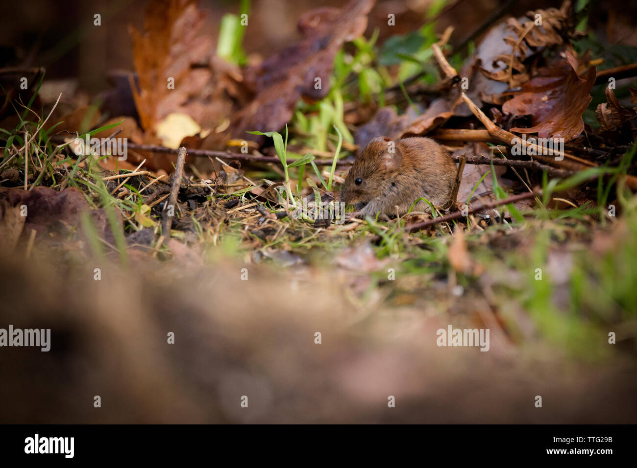 Bank Vole on the forest floor Stock Photo