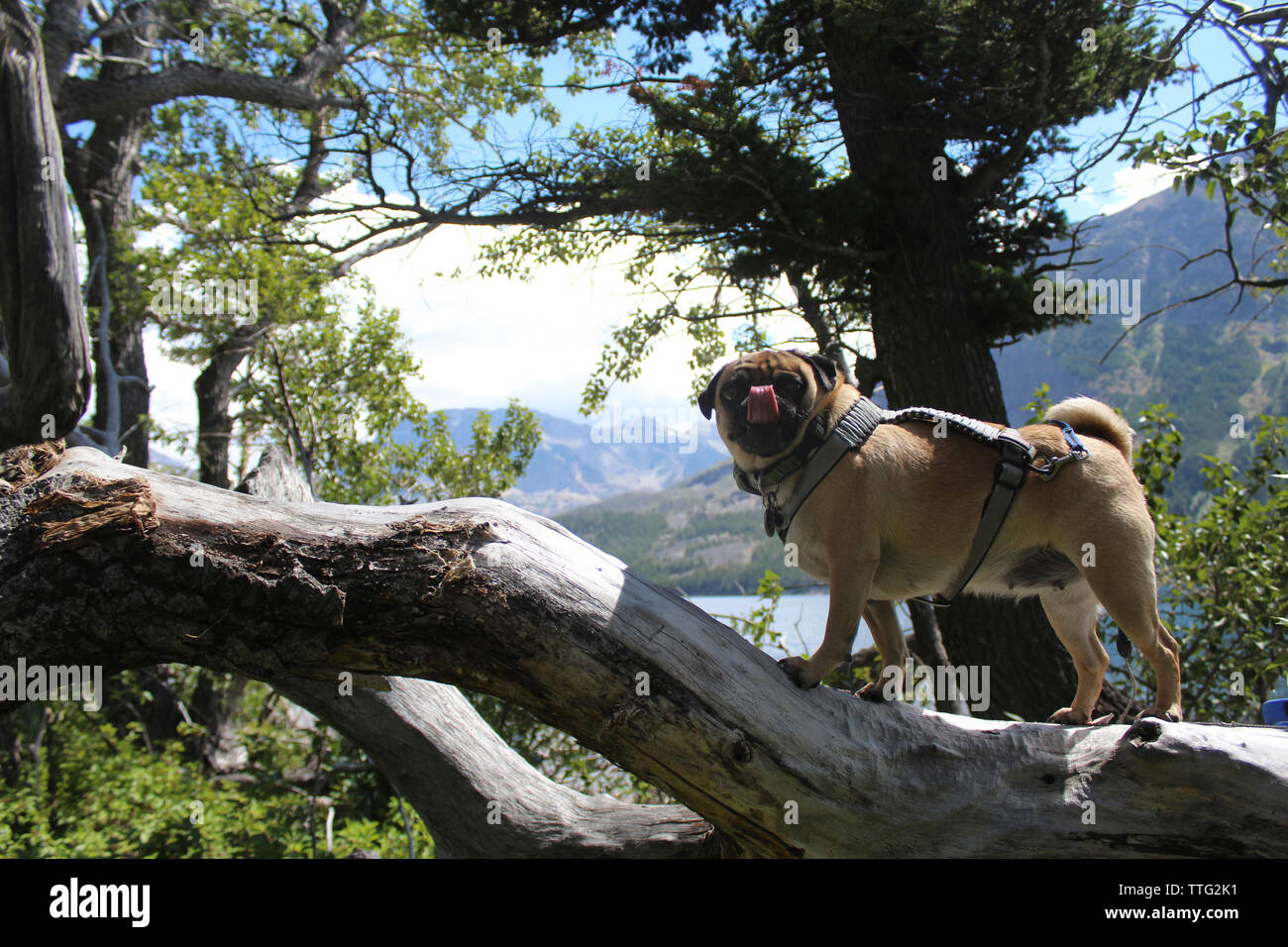 Side view of pug sticking out tongue while standing on tree trunk in forest Stock Photo