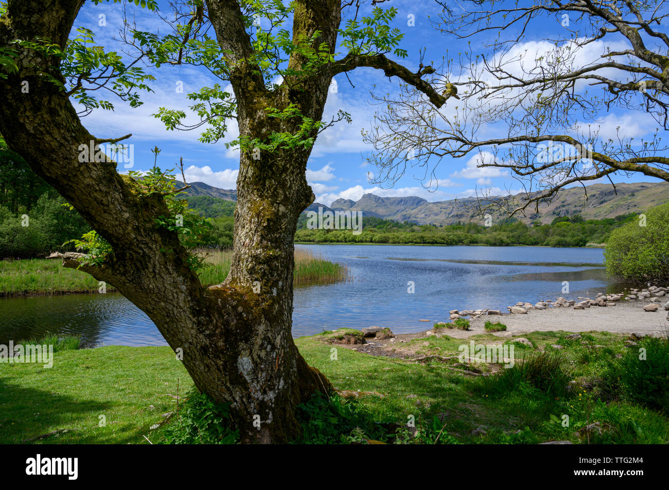 Landale Pikes in distance from Elterwater, Lake District, Cumbria, England Stock Photo