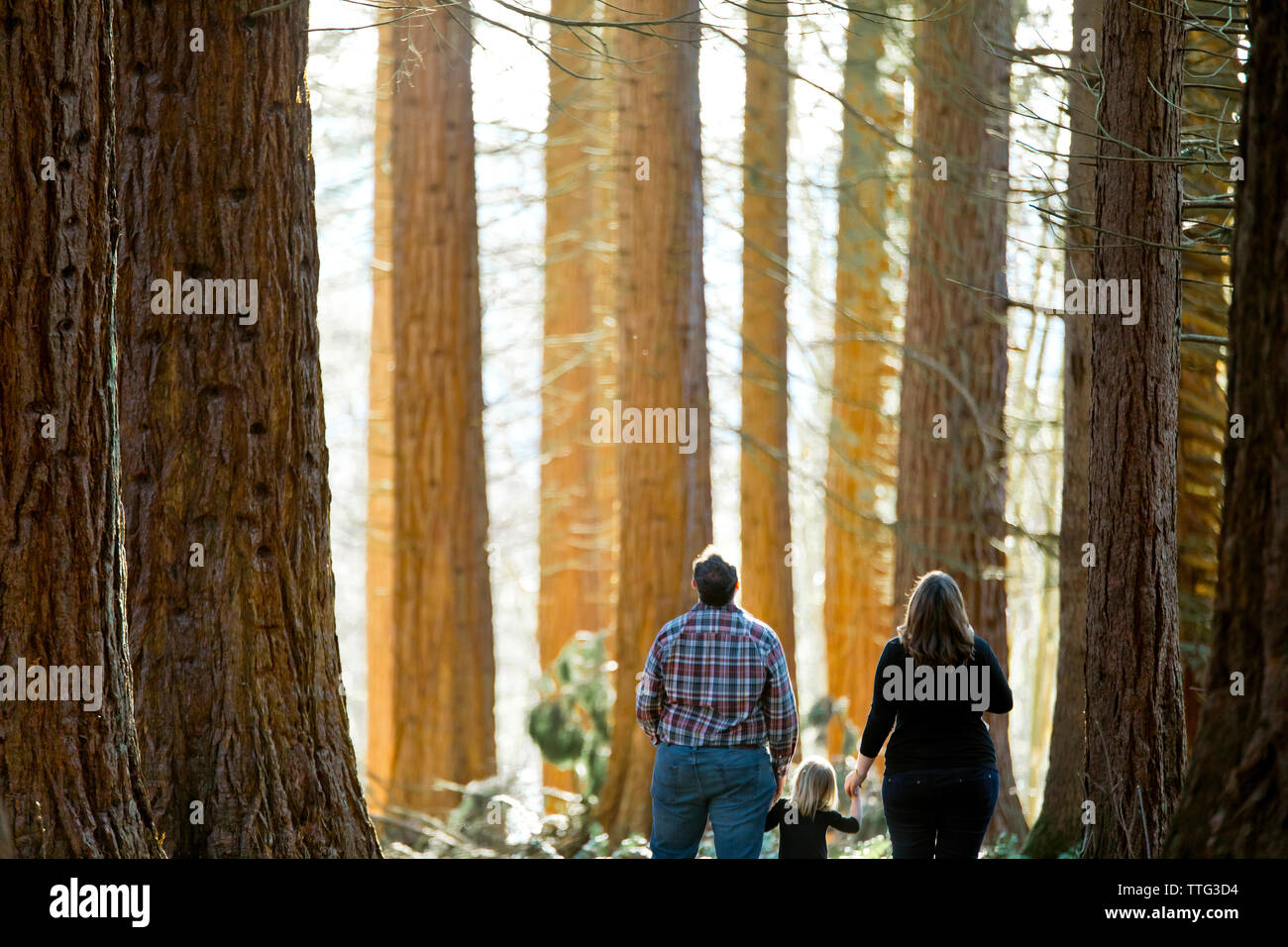 family of three looking up in awe of the forest Stock Photo