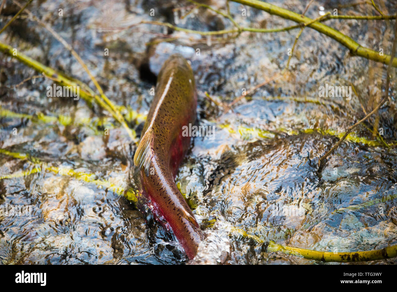 Spawning Coho (Oncorhynchus kisutch) salmon swimming upstream Stock Photo