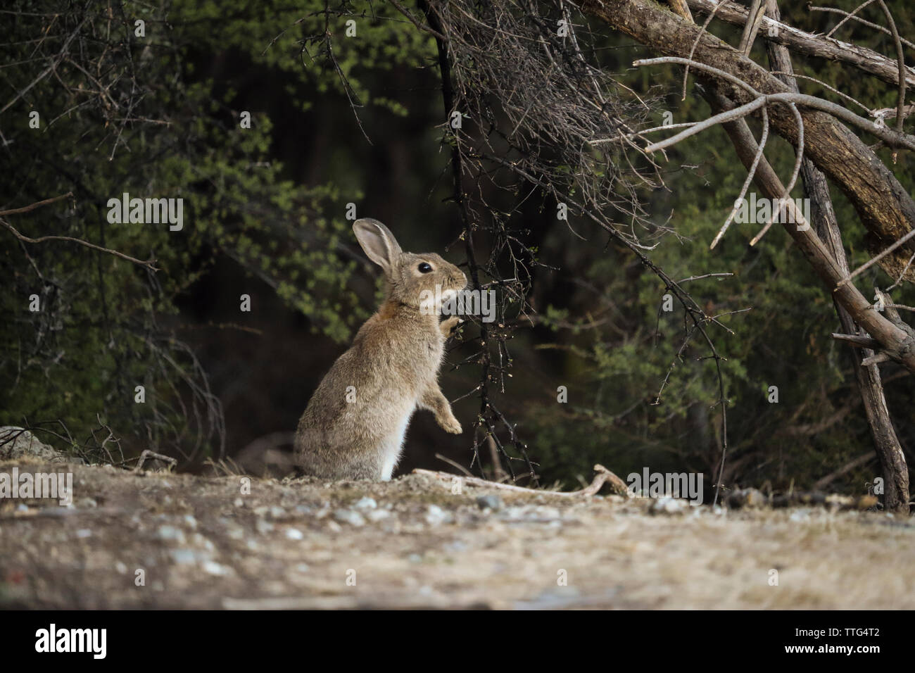 Side view of rabbit rearing up on field Stock Photo