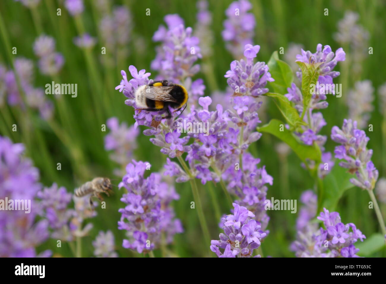 Bumblebee and purple lavender Stock Photo - Alamy